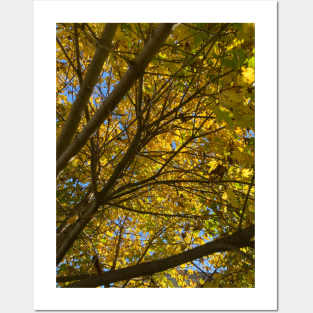 Up a Tree in Autumn Posters and Art